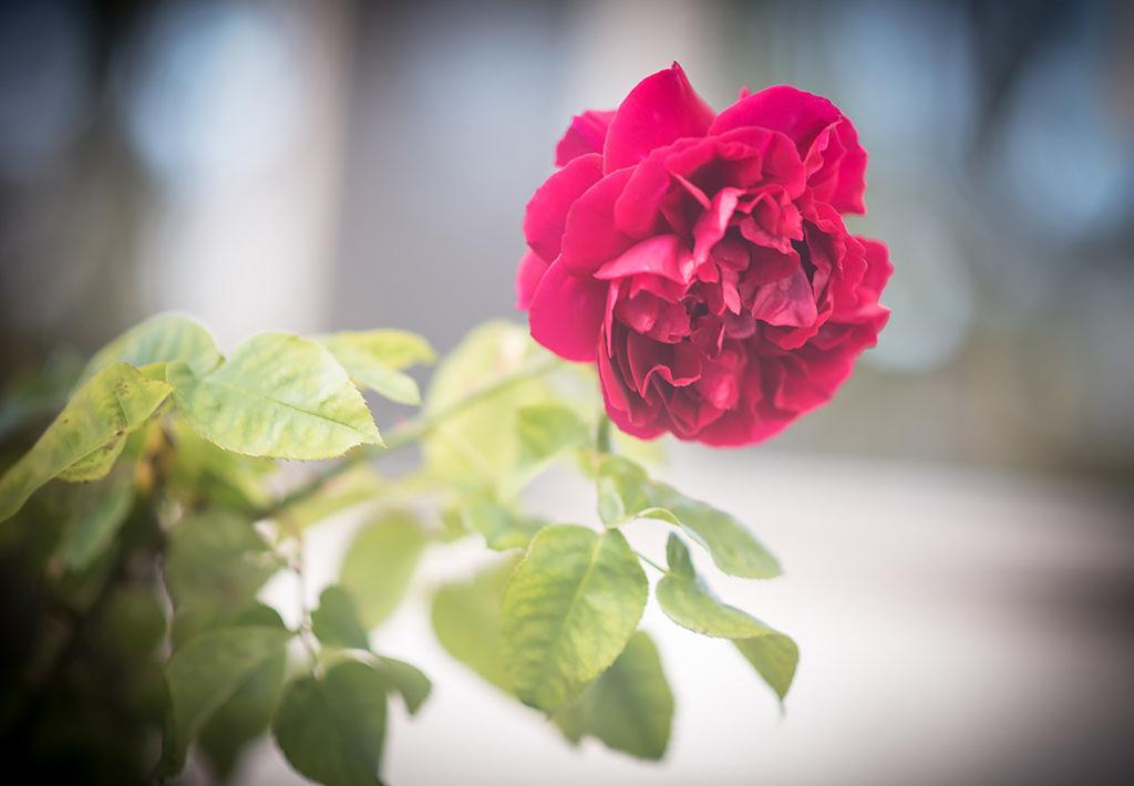 فيلا خليج أبولوفي Bed Of Roses المظهر الخارجي الصورة