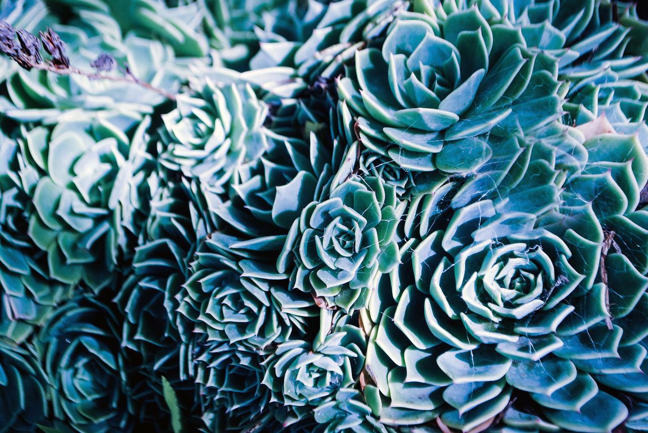 فيلا خليج أبولوفي Bed Of Roses المظهر الخارجي الصورة