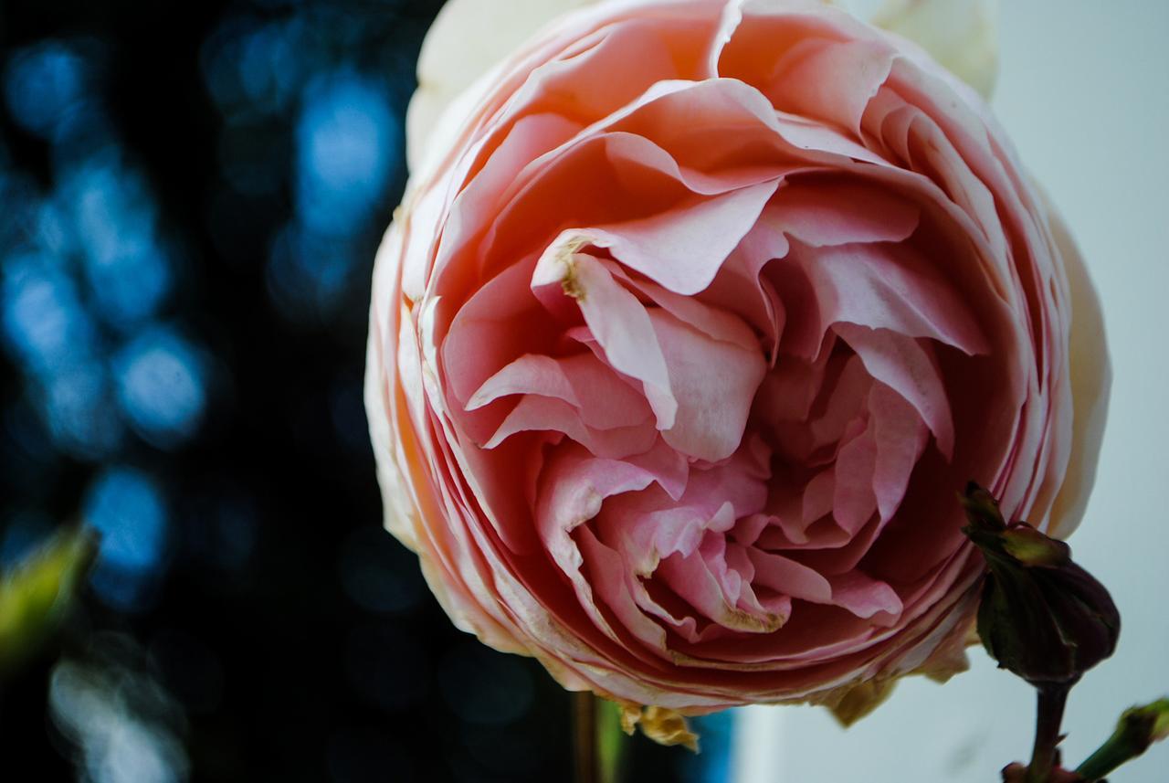 فيلا خليج أبولوفي Bed Of Roses المظهر الخارجي الصورة